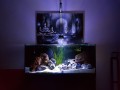 Led-Byt.pl akwarium 240l. 120x40x50 malawi halogen naświetlacz led 18W 12V 24V PWM ściemnialny WFS white full spectrum Royal Blue 450nm soczewki.jpg